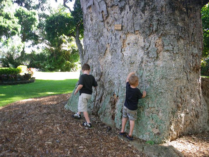 IMGP1533.JPG - Starting to check out the Jurassic trees. This earpod tree is 18 Sam paces around or about 36 feet (math lesson during truancy time).