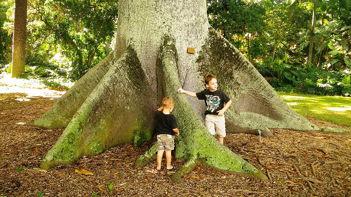IMGP1552.JPG - Amazing trees!