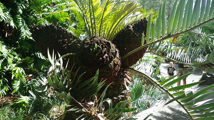 IMGP1559.JPG - Jurassic cycads.