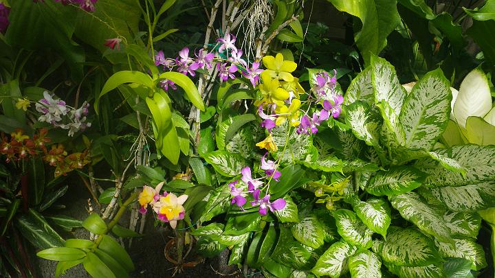 IMGP1565.JPG - The conservatory...