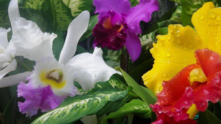 IMGP1577.JPG - Mom loves orchids - I think of you every time I see these, mom.
