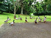 2011-03-23Ho'omaluhia (1)