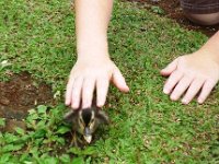 2011-03-23Ho'omaluhia (11)  Gentle paws.