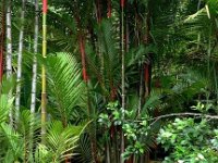 2011-03-23Ho'omaluhia (3)  Lipstick palms are so beautiful. I can't remember their "real" name.