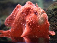 2011-03-28MarineMunchiesFish