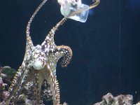 2011-03-28MarineMunchiesOctopus