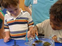 2011-03-28MarineMunchiesWaikikiAquarium (10)  Feeding the sea anemones and brittle stars. What great fine motor skill these boys had!