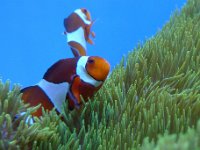 2011-03-28MarineMunchiesWaikikiAquarium (29)