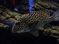 2011-03-28MarineMunchiesWaikikiAquarium (30)