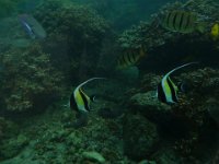 2011-03-28MarineMunchiesWaikikiAquarium (33)  Cute moorish idols.