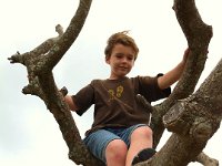 tree sam  Climbing a tall plumeria tree on base.
