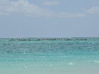 RMT 1429  Outrigger canoe races just offshore.