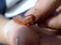 IMGP3960  Sammy found a friend! The biggest millipede ever!