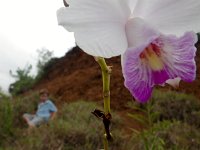 IMGP3686  Is this a wild orchid? It seemed to be nodding with approval on red rock hill.