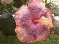 IMAG0587