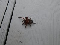 IMGP4420  Meeting our neighbors. Think this one is friendly? We have tentatively identified it as a female trapdoor spider.