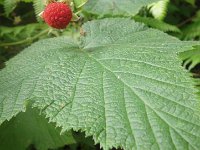 IMGP4481  Thimbleberry. Edible. Good source of Vit C. I think. I ate it.