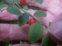 IMGP4530  This is huckleberry. Again, I think. Just learning. Very sour. Good source of Vit C.