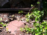 snake!  And I found a garter snake! Long one! Almost stepped right on it. Felt it brush my heel! Whew! I shrieked pretty good!
