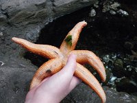 IMGP5152  Then to the Poulsbo Marine Science Center. The docents showed us how to pick up sea stars. They turn their stomachs inside out and stick them out of their body into the mussels they are eating.