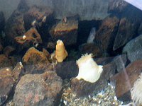 IMGP5163  Can you find the wolf eel? He is grey.