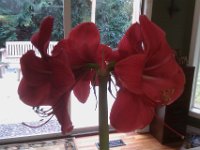IMAG1258  The amaryllis that Mom and Richard got us in bloom!