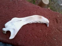 IMAG1317  And found this bone, too. Any guesses what it is? I have my money on bird bone, but the claw looks very very small for an eagle unless it's a juvenile I guess.