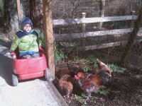 IMAG1373  Ben guarding the hens while Sam and I worked out front sawing up a bunch of wood.
