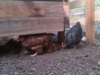 IMAG1396  So happy making dust baths in some spring sunshine! They were nuts about their under-coop baths on this particular morning. All crowding and crowding down there!