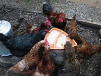 IMGP6090  Chickens finishing off some porridge!