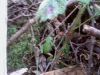 IMAG1524  Can you find the cute chorus frog? We really hear them at night.