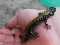 IMGP6017  Just like catching lizards in Hawaii. Dave thought we should do some research before handling these things, but I did check some herpetology websites before we moved and didn't recall seeing anything poisonous, so of course we just picked him right up.