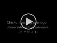 chickens having porridge  Chickens eating porridge!