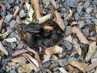 IMGP6327  But, I think he came around with this compelling evidence. Not only did we find fresh droppings (raccoon most likely, lest you think I've totally lost it!) but Sam stepped in it!!! Nice :)