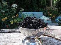 IMGP7497  Blackberries from the property! Dave cleaned them and took this picture.