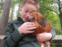 IMGP7551  Awww...sweet chicken boy. Both of them. Both boys.