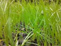 IMG 20120918 124528  Grass is growing up!!!
