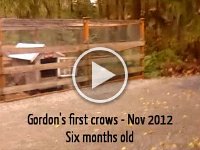 2012 Nov Gordon crows  Gordon's first crows! With Merlin as a coach :)