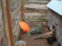 IMGP7815  I put both Barred Rocks in there for company - and to help encourage the hurt one to be social so it is not a shock when she reintegrates.