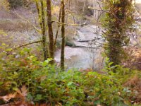 IMG 20121110 120848  We can see them swimming upstream, and some dead ones on the banks who have already spawned.