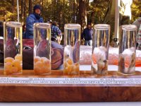 IMG 20121110 130107  Now we're meeting up with a guided walk organized by some conservancy groups. They had a neat display of salmon eggs in arrested development.