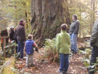 IMG 20121110 134349  This is an 800 year old Douglas Fir. Really impressive!