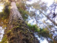 IMG 20121110 134508  This is a really tall tree!