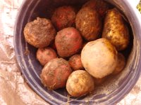 IMG 20121112 152926  The potatoes we found!