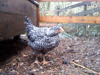 Pic-11212012-006  Little Barred Rock hen who broke her leg. She is doing well and hardly limping now!