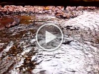 VID 20121110 133653  Video of salmon swimming upstream, then flopping back downstream to try again. They find the exact place where they hatched - within meters we were told.