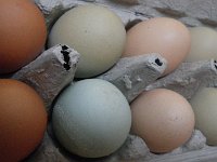 IMGP8091  The chicken girls are laying again! I think we have 3 layers right now - Jersey (brown), AllisonAudrey (pink) and Goose (blue/green).