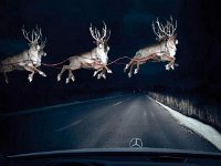 IMG 9145  Gramma says she saw these guys flying by on Christmas Eve!