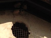2013-04-05 (26)  Better look at swallow nests. San Juan Capistrano is famous for the swallows returning every year to nest.