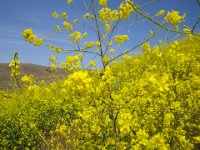 IMGP8953  This is mustard! Fields and fields of it!